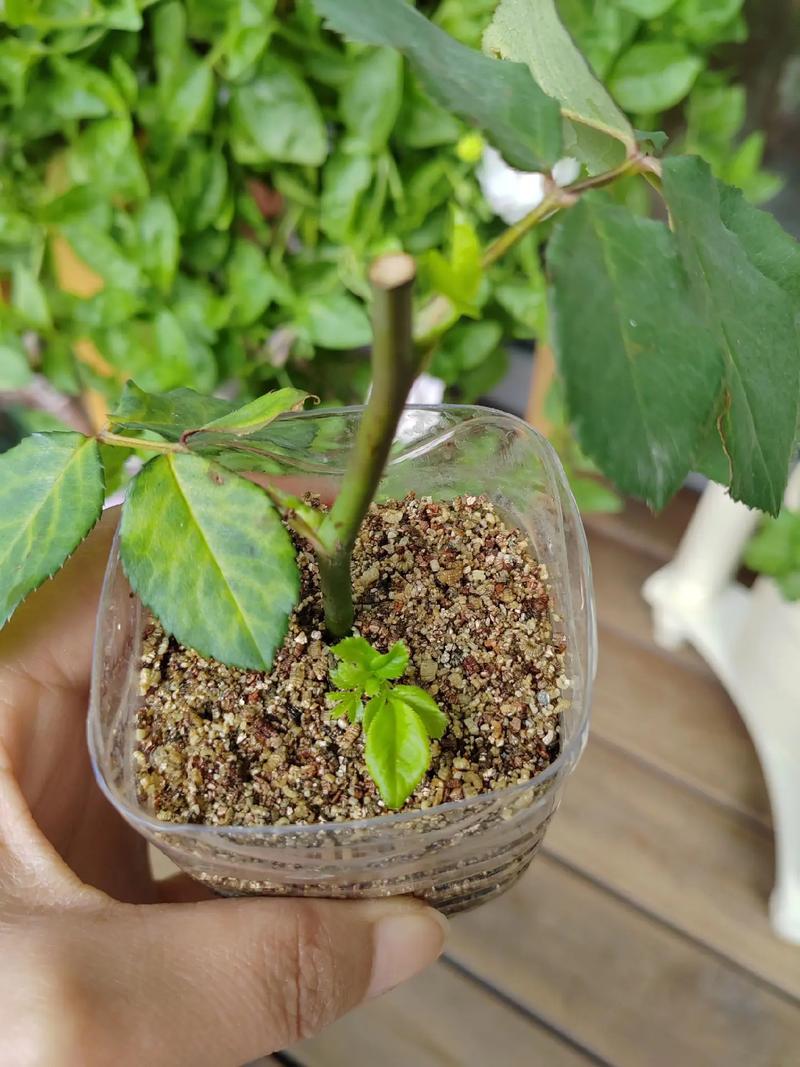 现在扦插别用土,扦插苗用什么土-第4张图片-优品飞百科 现在扦插别用土,扦插苗用什么土-第4张图片-优品飞百科