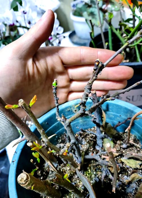 现在扦插别用土,扦插苗用什么土-第5张图片-优品飞百科 现在扦插别用土,扦插苗用什么土-第5张图片-优品飞百科