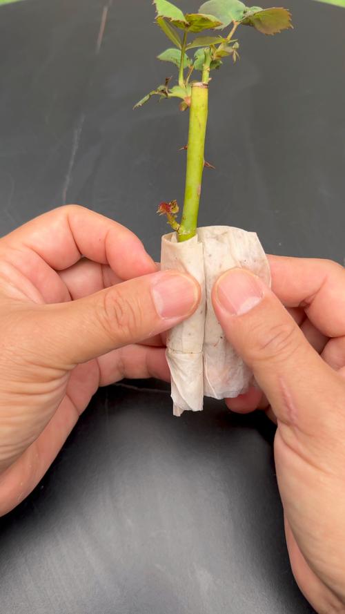 现在扦插别用土,扦插苗用什么土-第6张图片-优品飞百科 现在扦插别用土,扦插苗用什么土-第6张图片-优品飞百科