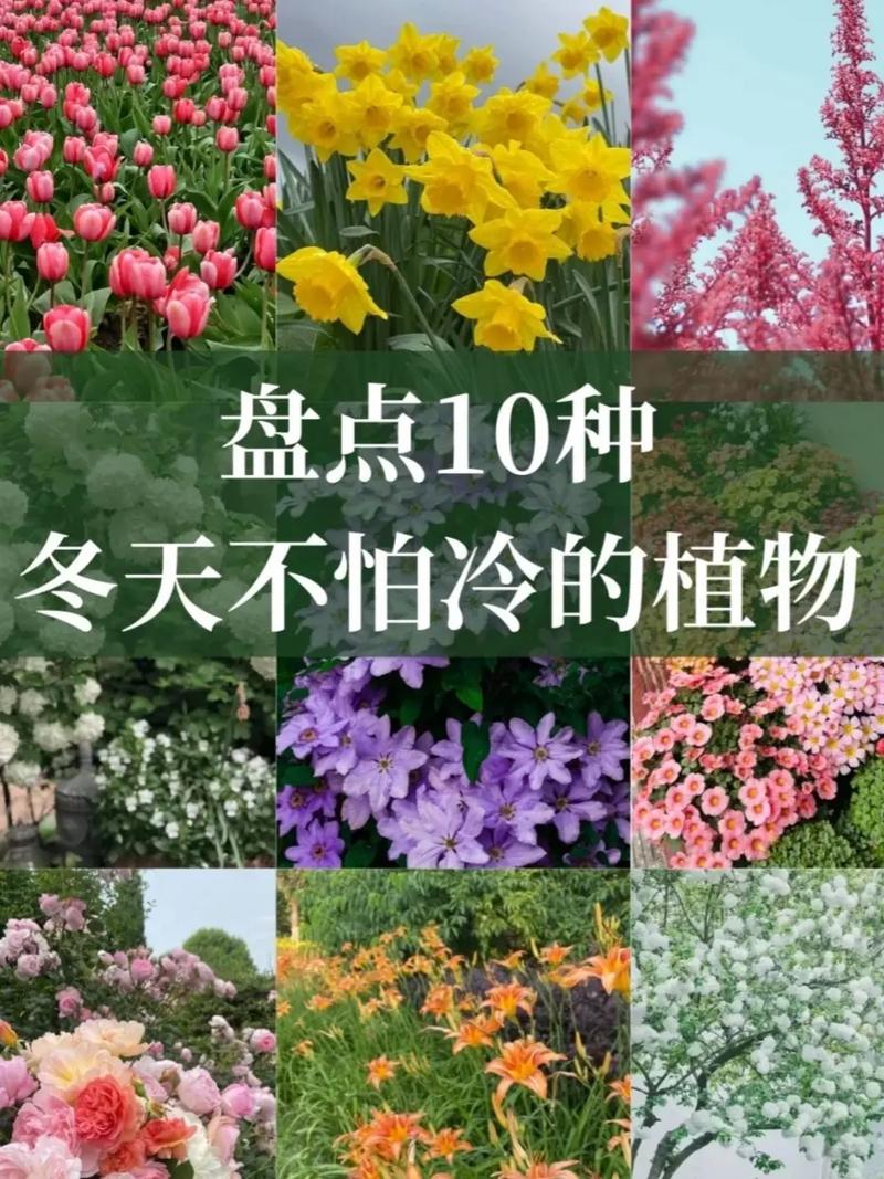 如何使春兰在圣诞开花,春兰圣火费用?-第3张图片-优品飞百科 如何使春兰在圣诞开花,春兰圣火费用?-第3张图片-优品飞百科