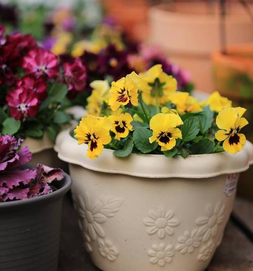 如何使春兰在圣诞开花,春兰圣火费用?-第4张图片-优品飞百科 如何使春兰在圣诞开花,春兰圣火费用?-第4张图片-优品飞百科