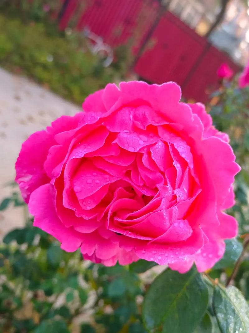 如何使春兰在圣诞开花,春兰圣火费用?-第5张图片-优品飞百科 如何使春兰在圣诞开花,春兰圣火费用?-第5张图片-优品飞百科