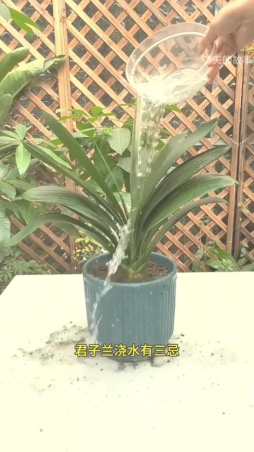 如何使春兰在圣诞开花,春兰圣火费用?-第6张图片-优品飞百科 如何使春兰在圣诞开花,春兰圣火费用?-第6张图片-优品飞百科