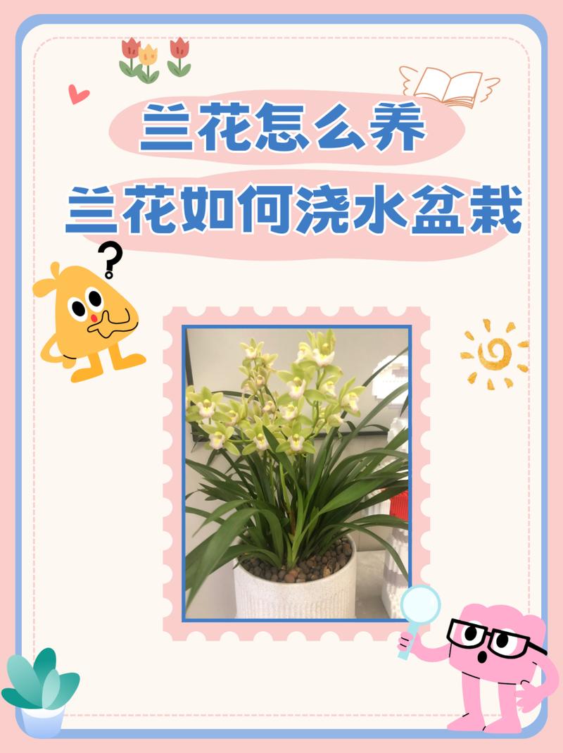 兰花夏天日常养护，兰花在夏天怎么养护