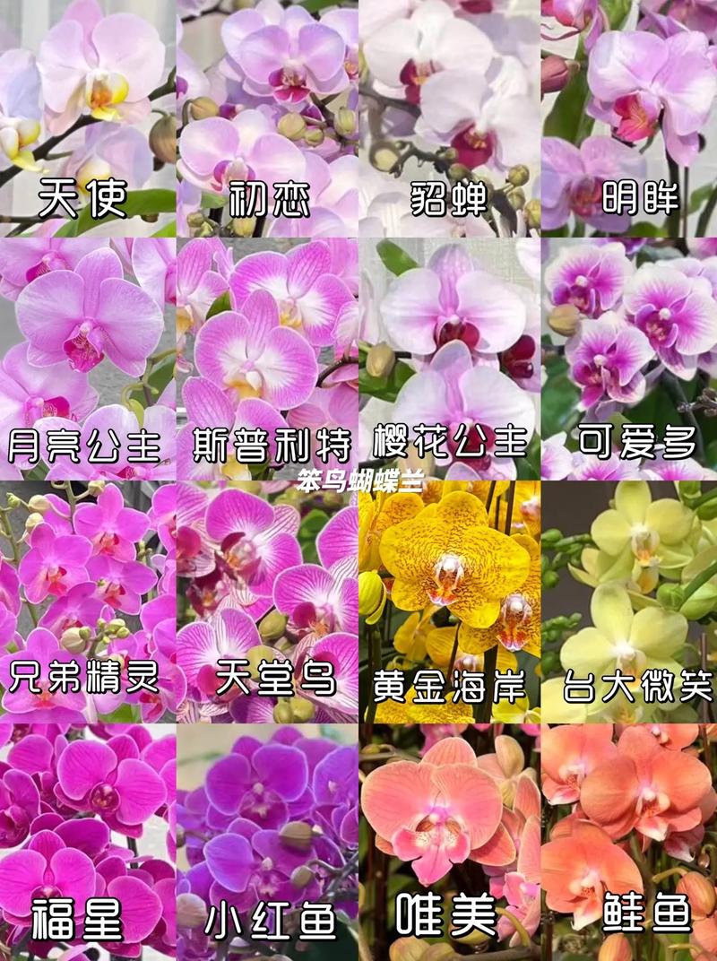兰花夏天日常养护，兰花在夏天怎么养护-第2张图片-优品飞百科
