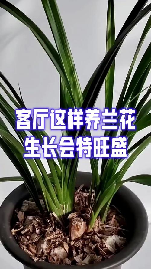 兰花夏天日常养护，兰花在夏天怎么养护-第4张图片-优品飞百科