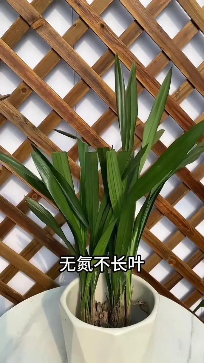兰花夏天日常养护，兰花在夏天怎么养护-第5张图片-优品飞百科