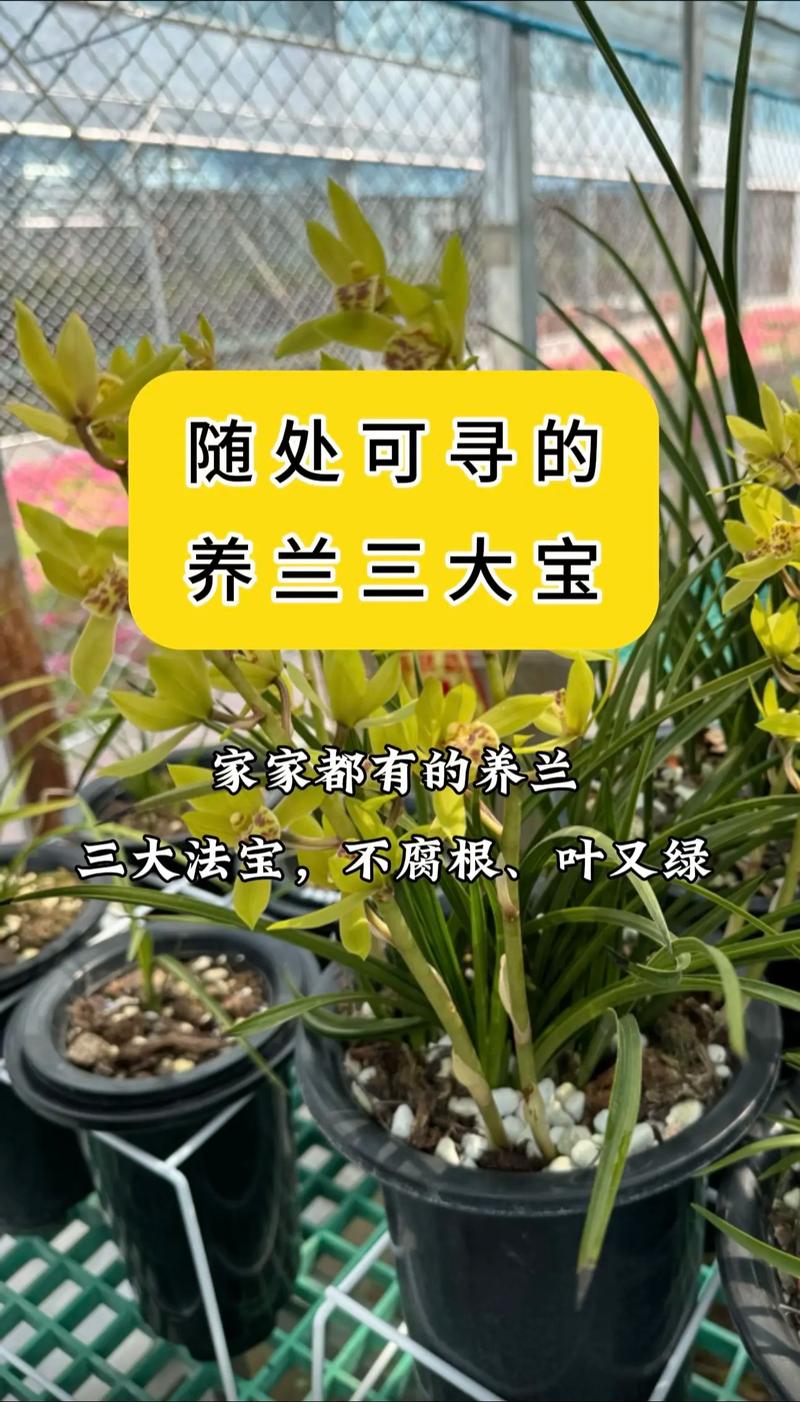 兰花夏天日常养护，兰花在夏天怎么养护-第7张图片-优品飞百科