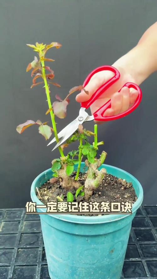 月季开花后如何修剪，月季花开花后怎么修剪视频？