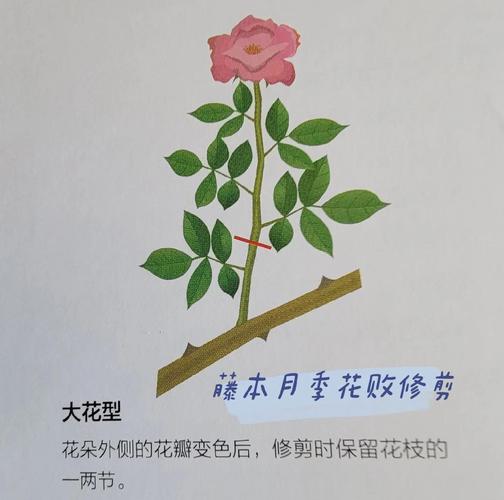 月季开花后如何修剪,月季花开花后怎么修剪视频?-第2张图片-优品飞百科 月季开花后如何修剪,月季花开花后怎么修剪视频?-第2张图片-优品飞百科