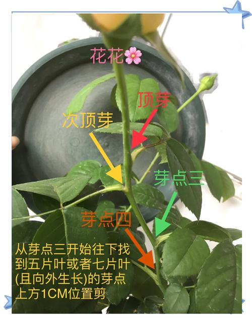 月季开花后如何修剪,月季花开花后怎么修剪视频?-第3张图片-优品飞百科 月季开花后如何修剪,月季花开花后怎么修剪视频?-第3张图片-优品飞百科