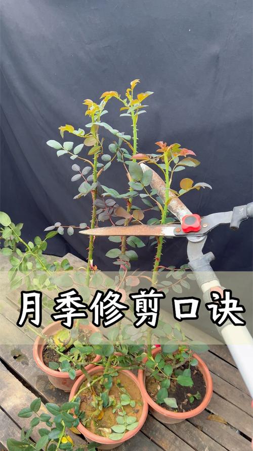 月季开花后如何修剪,月季花开花后怎么修剪视频?-第4张图片-优品飞百科 月季开花后如何修剪,月季花开花后怎么修剪视频?-第4张图片-优品飞百科
