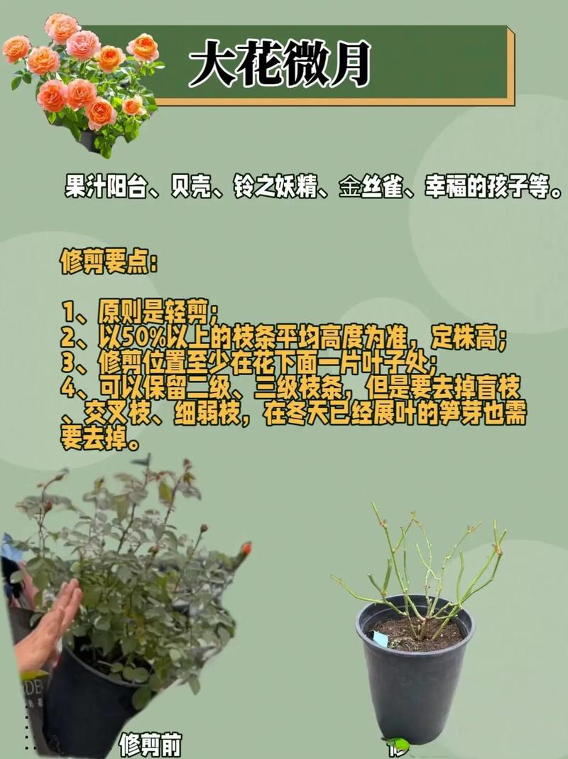 月季开花后如何修剪,月季花开花后怎么修剪视频?-第5张图片-优品飞百科 月季开花后如何修剪,月季花开花后怎么修剪视频?-第5张图片-优品飞百科