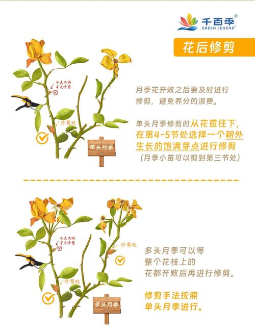月季开花后如何修剪,月季花开花后怎么修剪视频?-第6张图片-优品飞百科 月季开花后如何修剪,月季花开花后怎么修剪视频?-第6张图片-优品飞百科