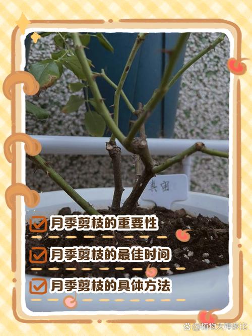 月季开花后如何修剪,月季花开花后怎么修剪视频?-第7张图片-优品飞百科 月季开花后如何修剪,月季花开花后怎么修剪视频?-第7张图片-优品飞百科