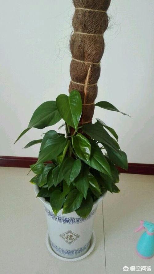 小叶绿萝可以用棕柱吗，小叶绿萝爬棕柱的图片？