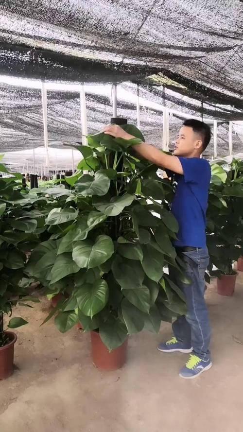 小叶绿萝可以用棕柱吗，小叶绿萝爬棕柱的图片？-第2张图片-优品飞百科