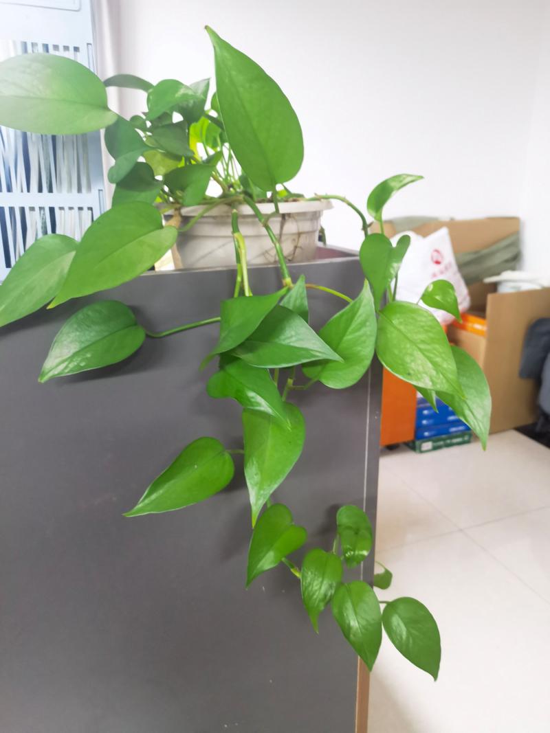 小叶绿萝可以用棕柱吗，小叶绿萝爬棕柱的图片？-第4张图片-优品飞百科