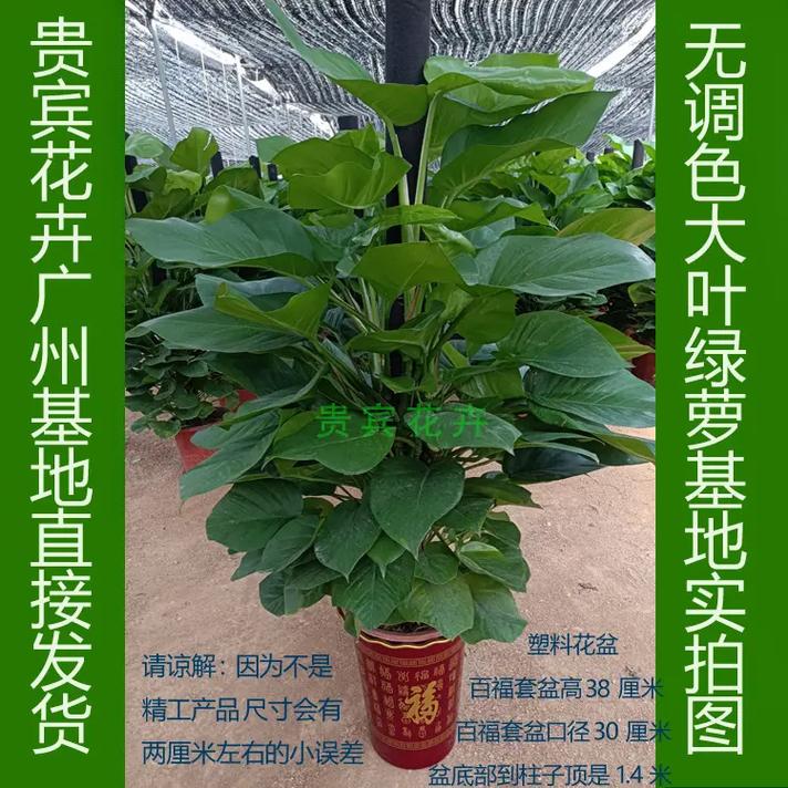 小叶绿萝可以用棕柱吗，小叶绿萝爬棕柱的图片？-第5张图片-优品飞百科