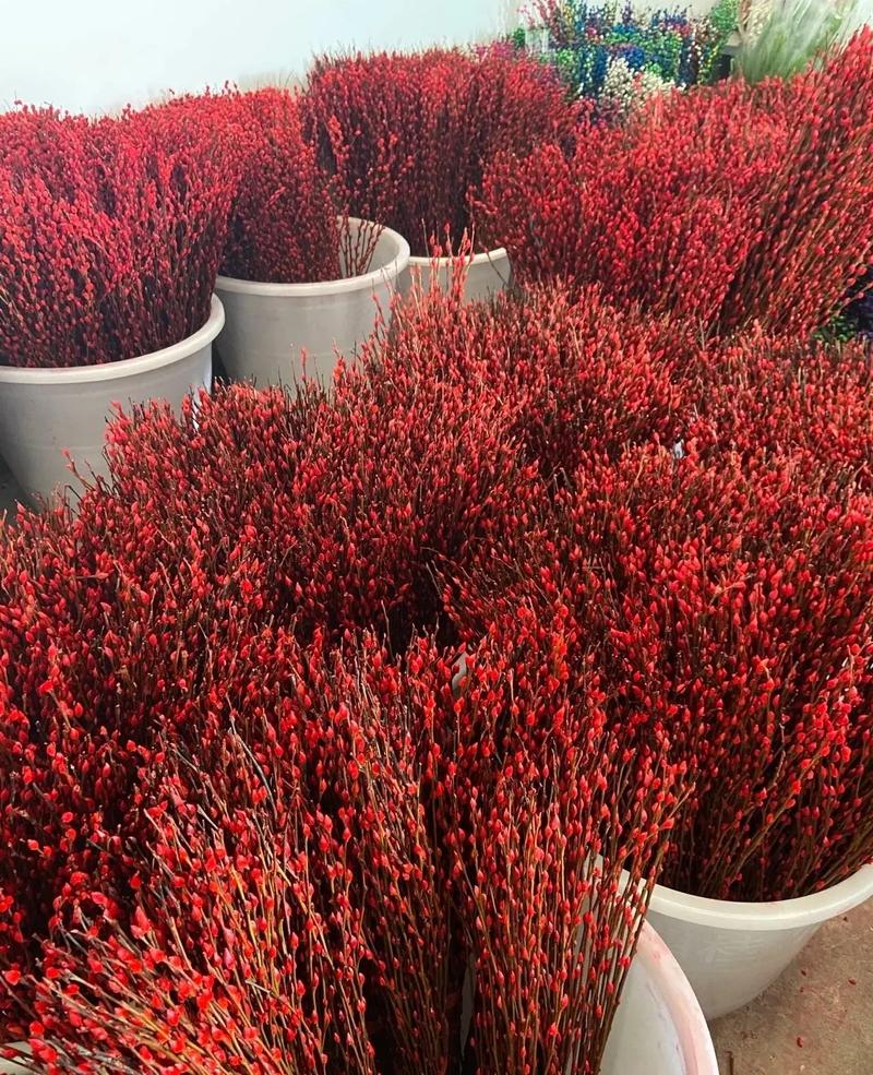 银柳花怎么养,银柳花怎么养比较好-第3张图片-优品飞百科 银柳花怎么养,银柳花怎么养比较好-第3张图片-优品飞百科