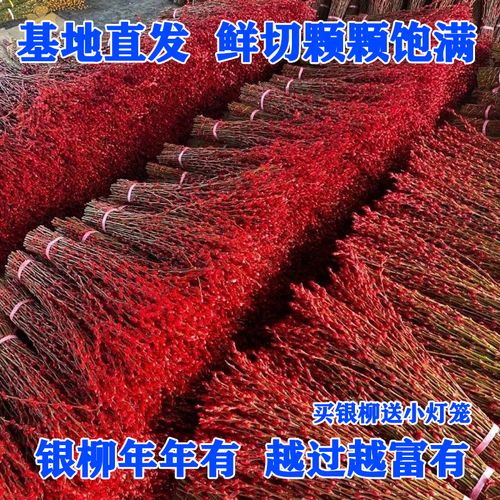 银柳花怎么养,银柳花怎么养比较好-第4张图片-优品飞百科 银柳花怎么养,银柳花怎么养比较好-第4张图片-优品飞百科