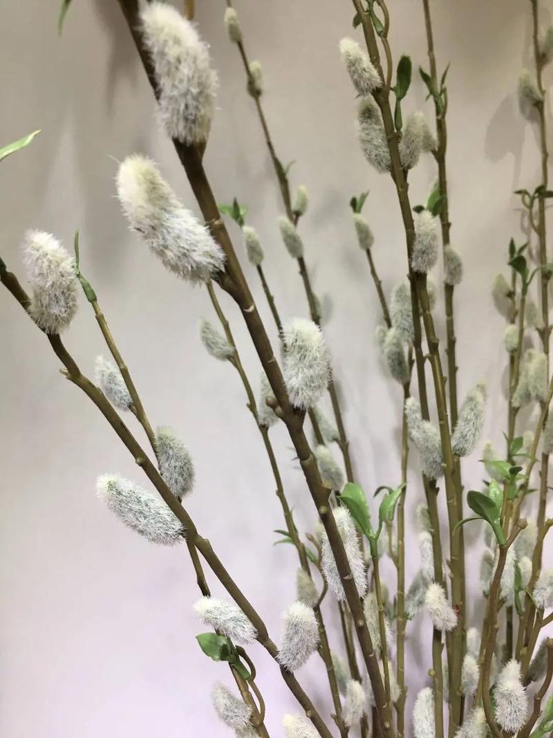 银柳花怎么养,银柳花怎么养比较好-第5张图片-优品飞百科 银柳花怎么养,银柳花怎么养比较好-第5张图片-优品飞百科