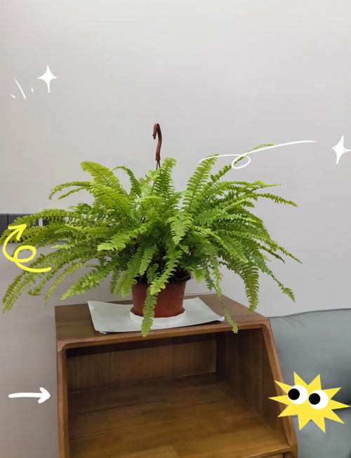 波斯顿蕨的养殖方法，波斯顿蕨的修剪方法