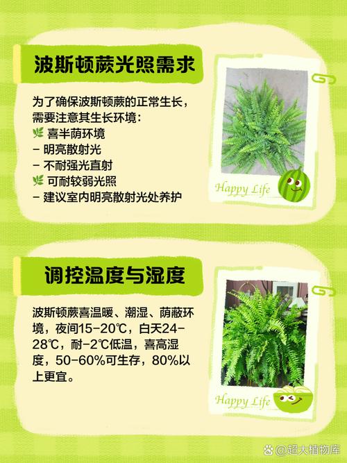 波斯顿蕨的养殖方法,波斯顿蕨的修剪方法-第3张图片-优品飞百科 波斯顿蕨的养殖方法,波斯顿蕨的修剪方法-第3张图片-优品飞百科