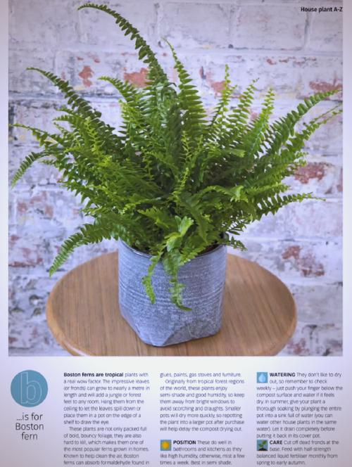 波斯顿蕨的养殖方法,波斯顿蕨的修剪方法-第2张图片-优品飞百科 波斯顿蕨的养殖方法,波斯顿蕨的修剪方法-第2张图片-优品飞百科