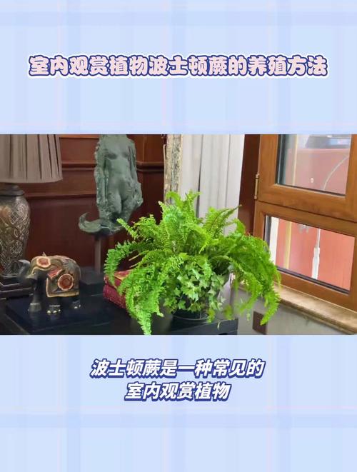 波斯顿蕨的养殖方法,波斯顿蕨的修剪方法-第4张图片-优品飞百科 波斯顿蕨的养殖方法,波斯顿蕨的修剪方法-第4张图片-优品飞百科