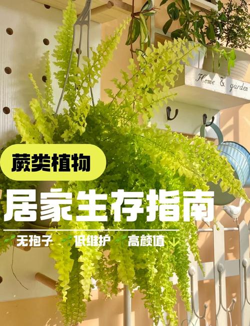 波斯顿蕨的养殖方法,波斯顿蕨的修剪方法-第5张图片-优品飞百科 波斯顿蕨的养殖方法,波斯顿蕨的修剪方法-第5张图片-优品飞百科