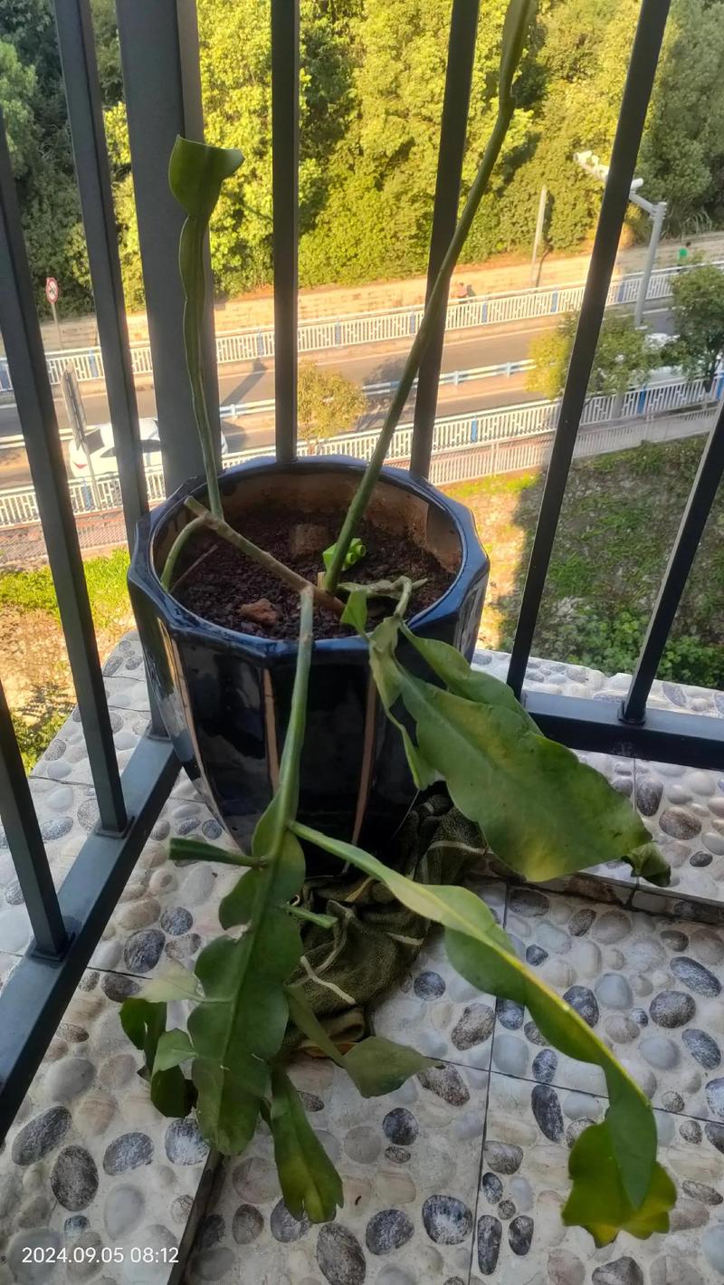 百合水仙...天热叶子全掉光？水仙百合怎么叶子发黄怎么处理？