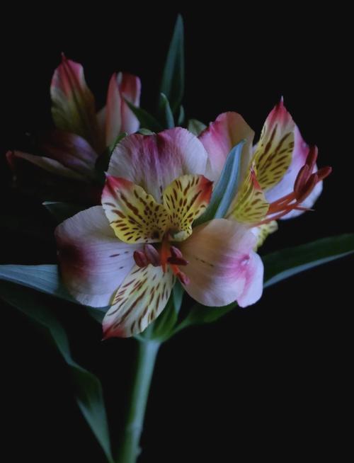 百合水仙...天热叶子全掉光？水仙百合怎么叶子发黄怎么处理？-第3张图片-优品飞百科