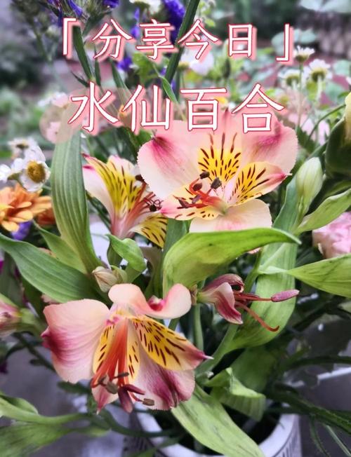 百合水仙...天热叶子全掉光？水仙百合怎么叶子发黄怎么处理？-第4张图片-优品飞百科