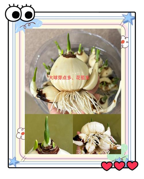 百合水仙...天热叶子全掉光？水仙百合怎么叶子发黄怎么处理？-第7张图片-优品飞百科