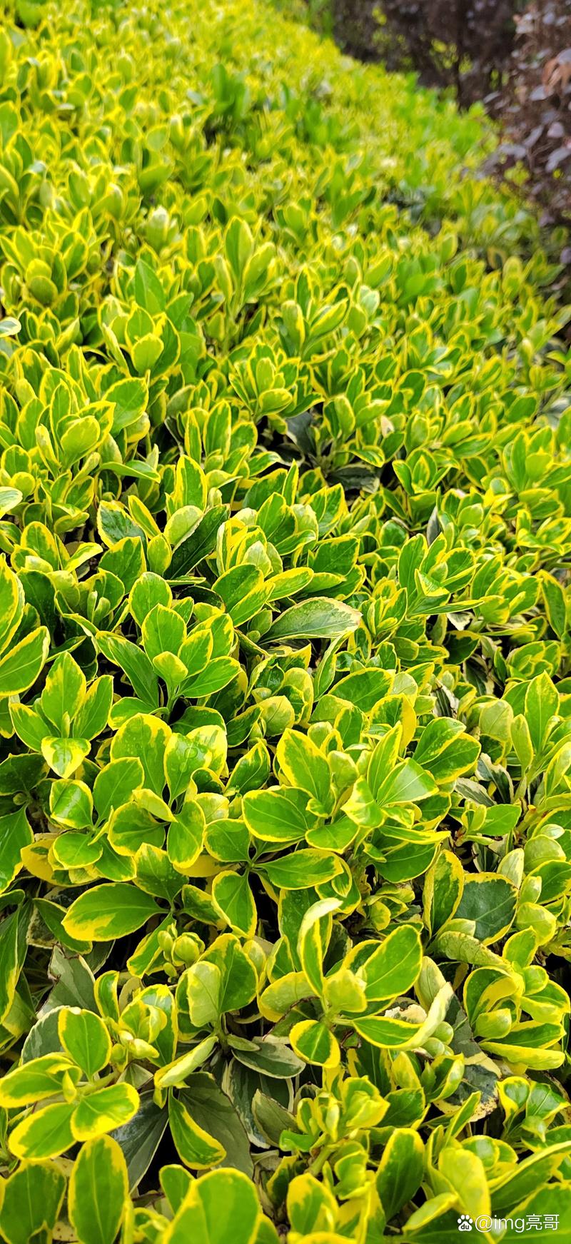 白掌叶子如何从黄变绿,白掌叶子如何从黄变绿视频-第2张图片-优品飞百科 白掌叶子如何从黄变绿,白掌叶子如何从黄变绿视频-第2张图片-优品飞百科