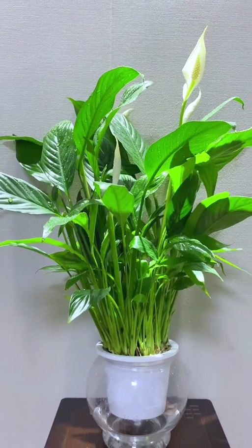 白掌叶子如何从黄变绿,白掌叶子如何从黄变绿视频-第3张图片-优品飞百科 白掌叶子如何从黄变绿,白掌叶子如何从黄变绿视频-第3张图片-优品飞百科