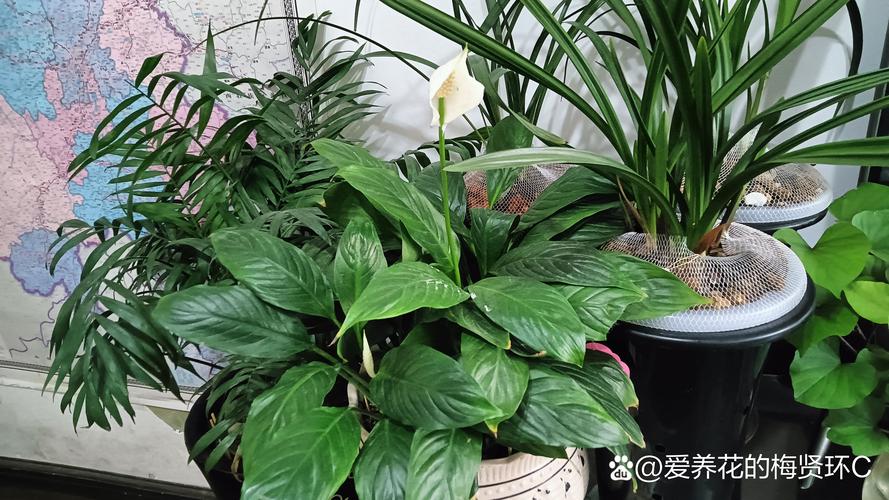 白掌叶子如何从黄变绿,白掌叶子如何从黄变绿视频-第4张图片-优品飞百科 白掌叶子如何从黄变绿,白掌叶子如何从黄变绿视频-第4张图片-优品飞百科