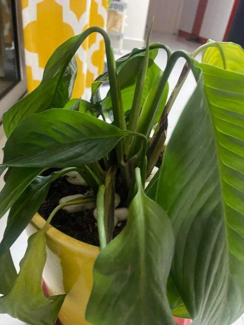 白掌叶子如何从黄变绿,白掌叶子如何从黄变绿视频-第5张图片-优品飞百科 白掌叶子如何从黄变绿,白掌叶子如何从黄变绿视频-第5张图片-优品飞百科