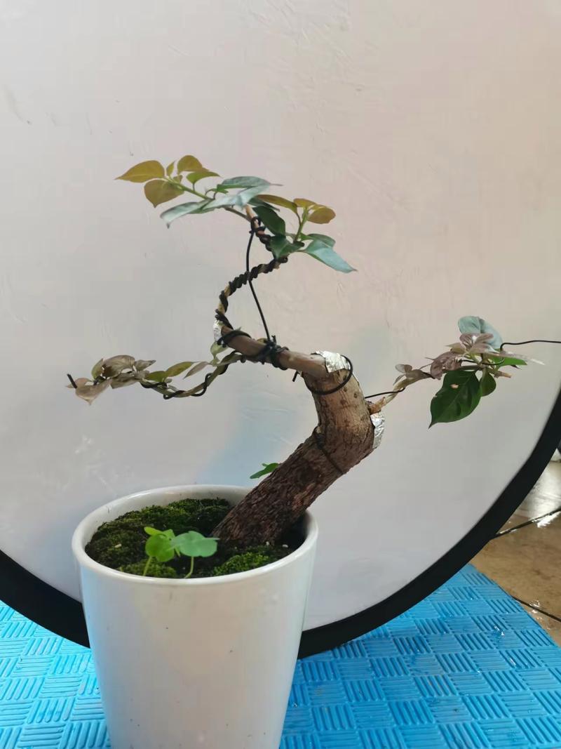 三角梅主干怎样养粗，三角梅主干如何催芽？