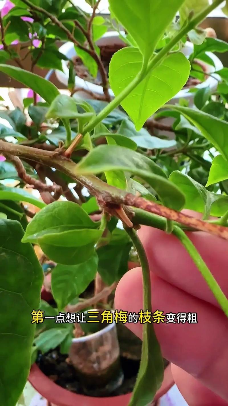三角梅主干怎样养粗，三角梅主干如何催芽？-第2张图片-优品飞百科