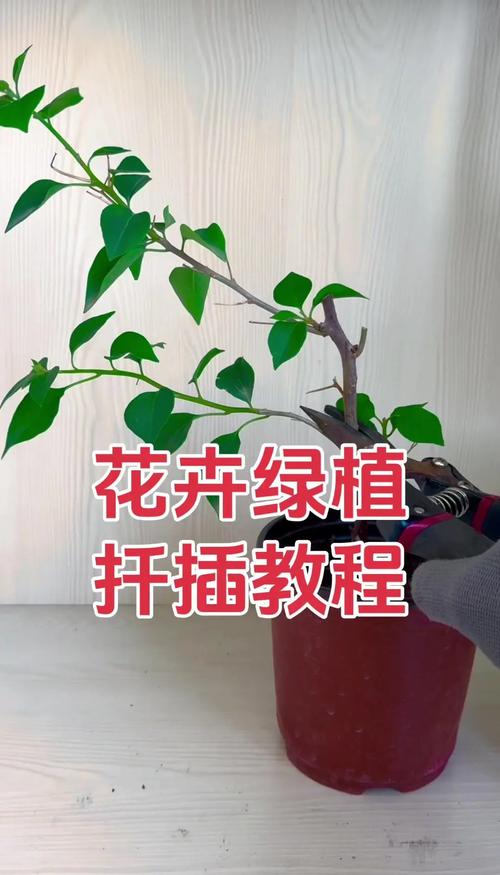三角梅主干怎样养粗，三角梅主干如何催芽？-第3张图片-优品飞百科