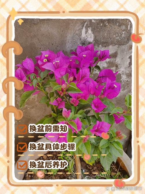 三角梅主干怎样养粗，三角梅主干如何催芽？-第4张图片-优品飞百科