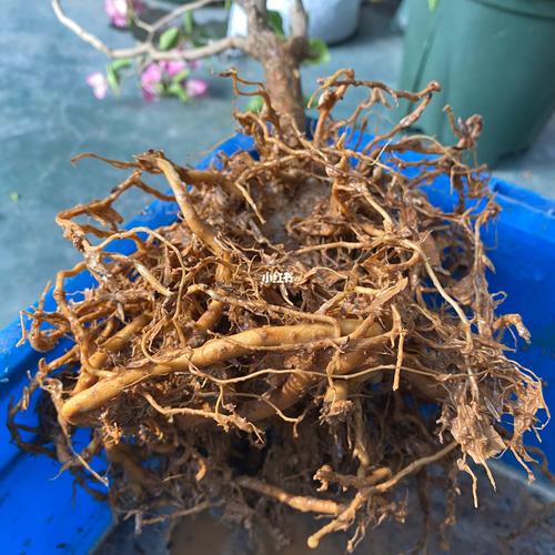 三角梅主干怎样养粗，三角梅主干如何催芽？-第5张图片-优品飞百科