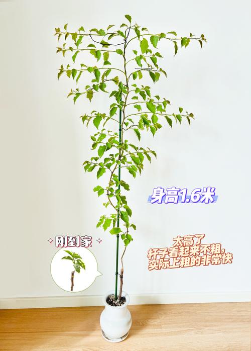 三角梅主干怎样养粗，三角梅主干如何催芽？-第6张图片-优品飞百科
