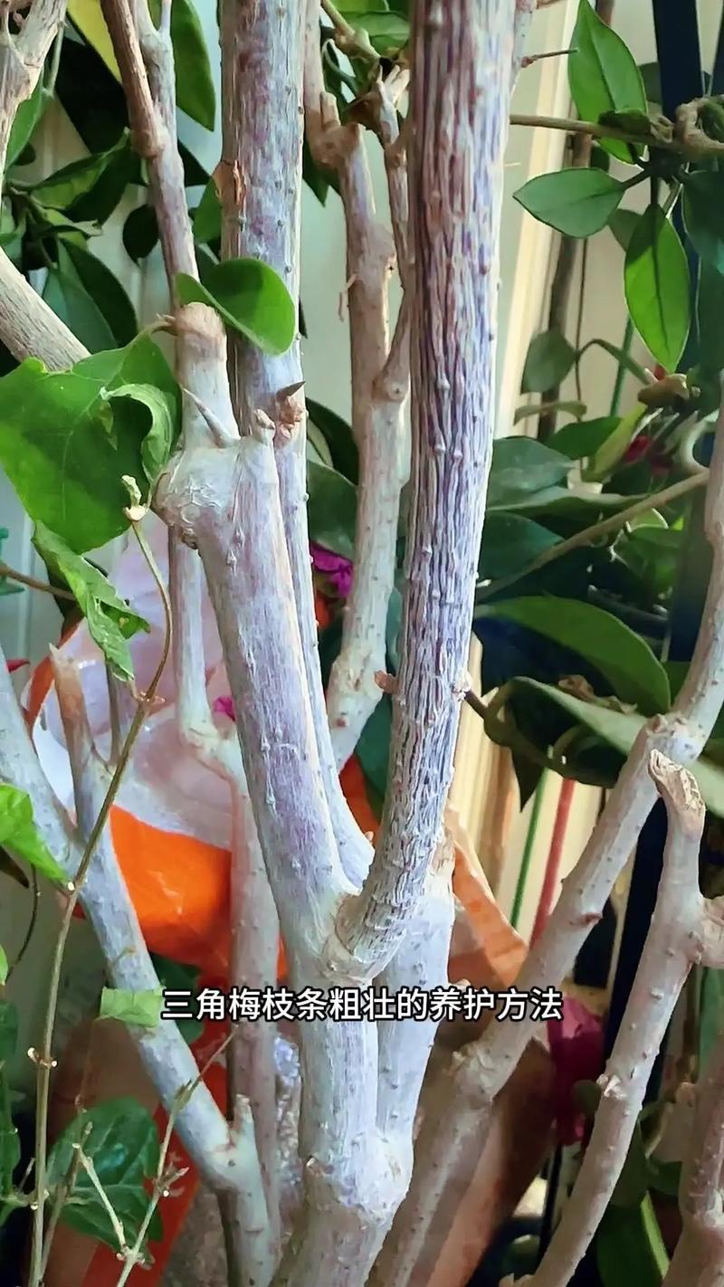 三角梅主干怎样养粗，三角梅主干如何催芽？-第7张图片-优品飞百科