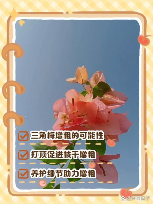 三角梅主干怎样养粗，三角梅主干如何催芽？-第8张图片-优品飞百科