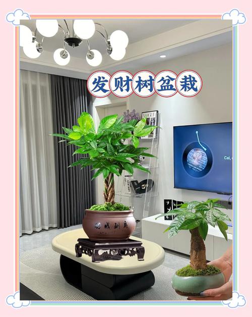 发财树长寿···夏天就是鬼门关？发财树长势快吗？