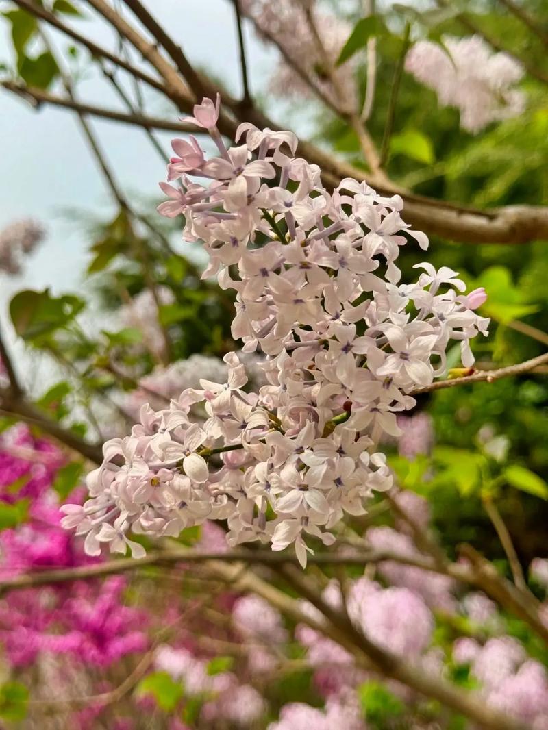 盆栽丁香花怎么过冬，盆栽丁香花怎样过冬-第2张图片-优品飞百科
