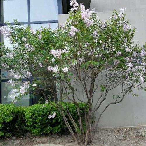 盆栽丁香花怎么过冬，盆栽丁香花怎样过冬-第3张图片-优品飞百科